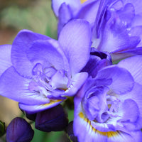 Gefüllte Freesien blau (x25) - Freesia Double Bleu - Bakker