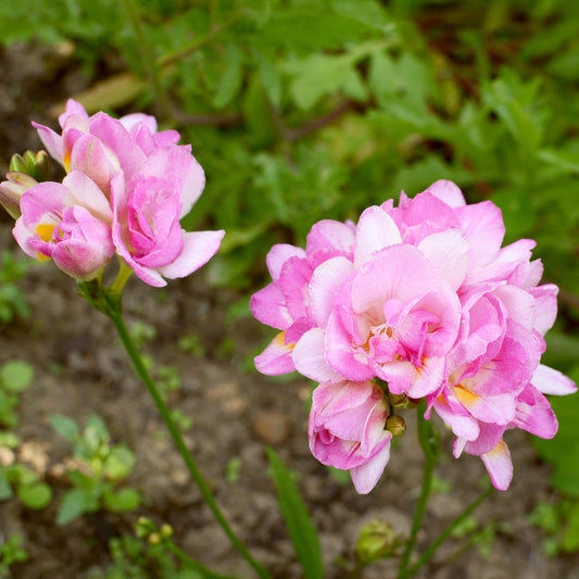 Gefüllte Freesien rosa (x25) - Bakker