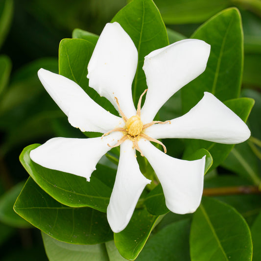Gardenie 'Pinwheel' - Bakker