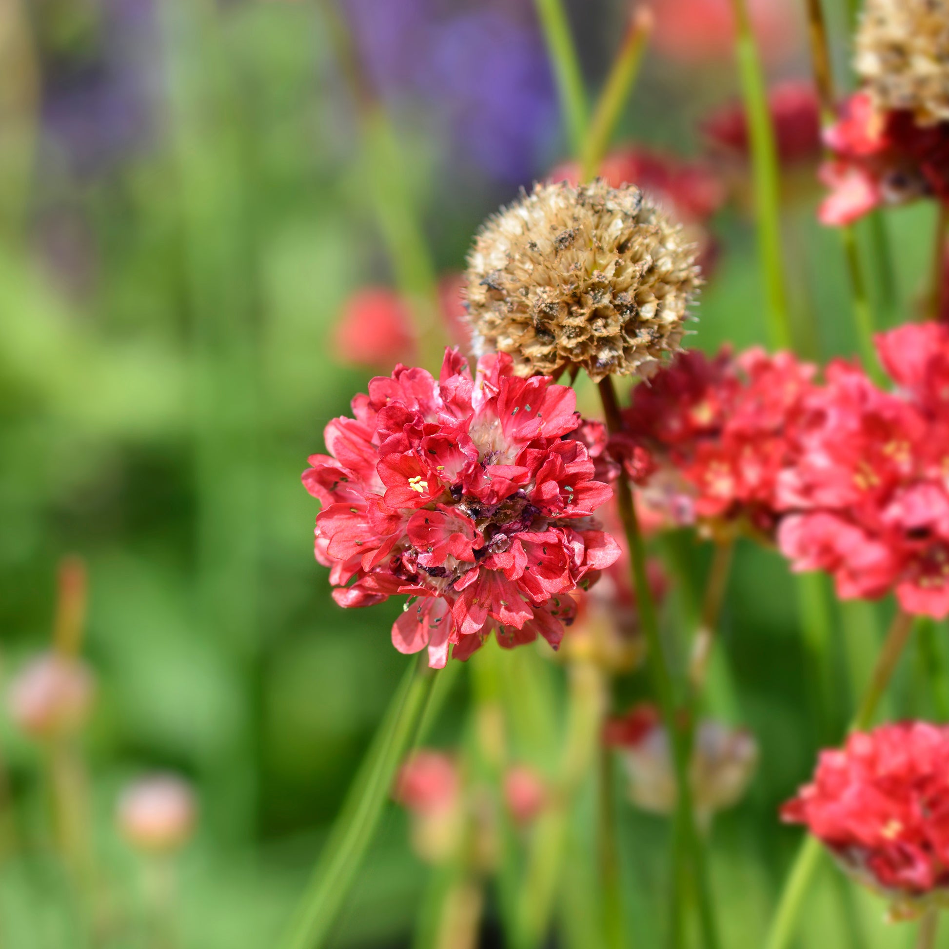 Grasnelke ‘Ballerina Red’ - Armeria pseudarmeria Ballerina Red - Bakker