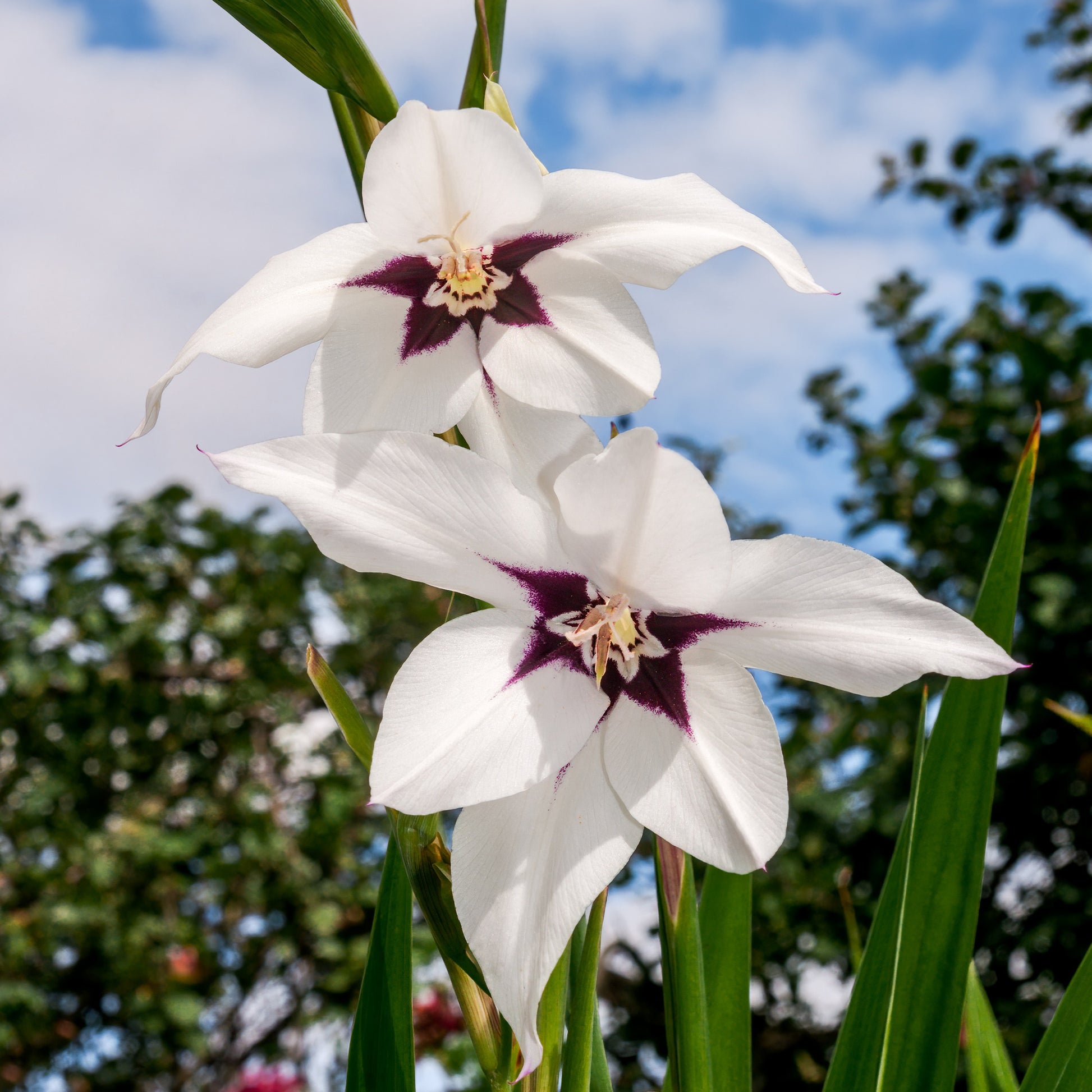 Abyssinische Gladiole (x30) - Bakker