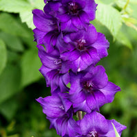 Gladiole ‘Purple Flora’ - Gladiolus Purple Flora - Bakker