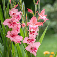 25 Zwerggladiolen rosa - Gladiolus Dwarf Pink - Bakker