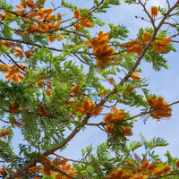 Grevillea robusta - Australische Seideneiche - Blühende Bäume