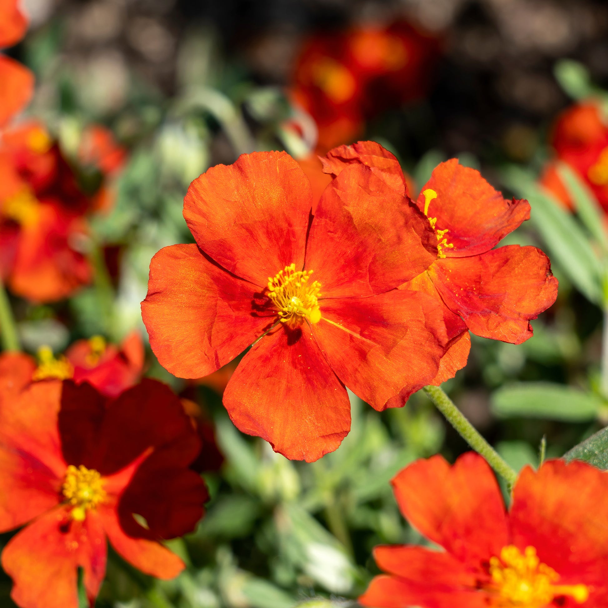 Sonnenröschen ‘Tomato Red’ - Helianthemum Tomato Red - Bakker