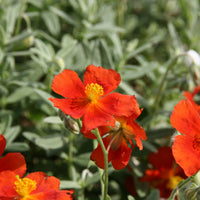 Helianthemum Tomato Red - Sonnenröschen ‘Tomato Red’ - Helianthemen