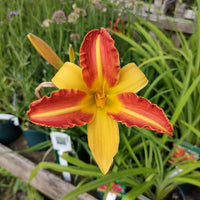 Taglilie Frans Hals - Hemerocallis Frans Hals - Bakker
