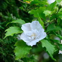 Hibiskus Flower Tower White® - Bakker