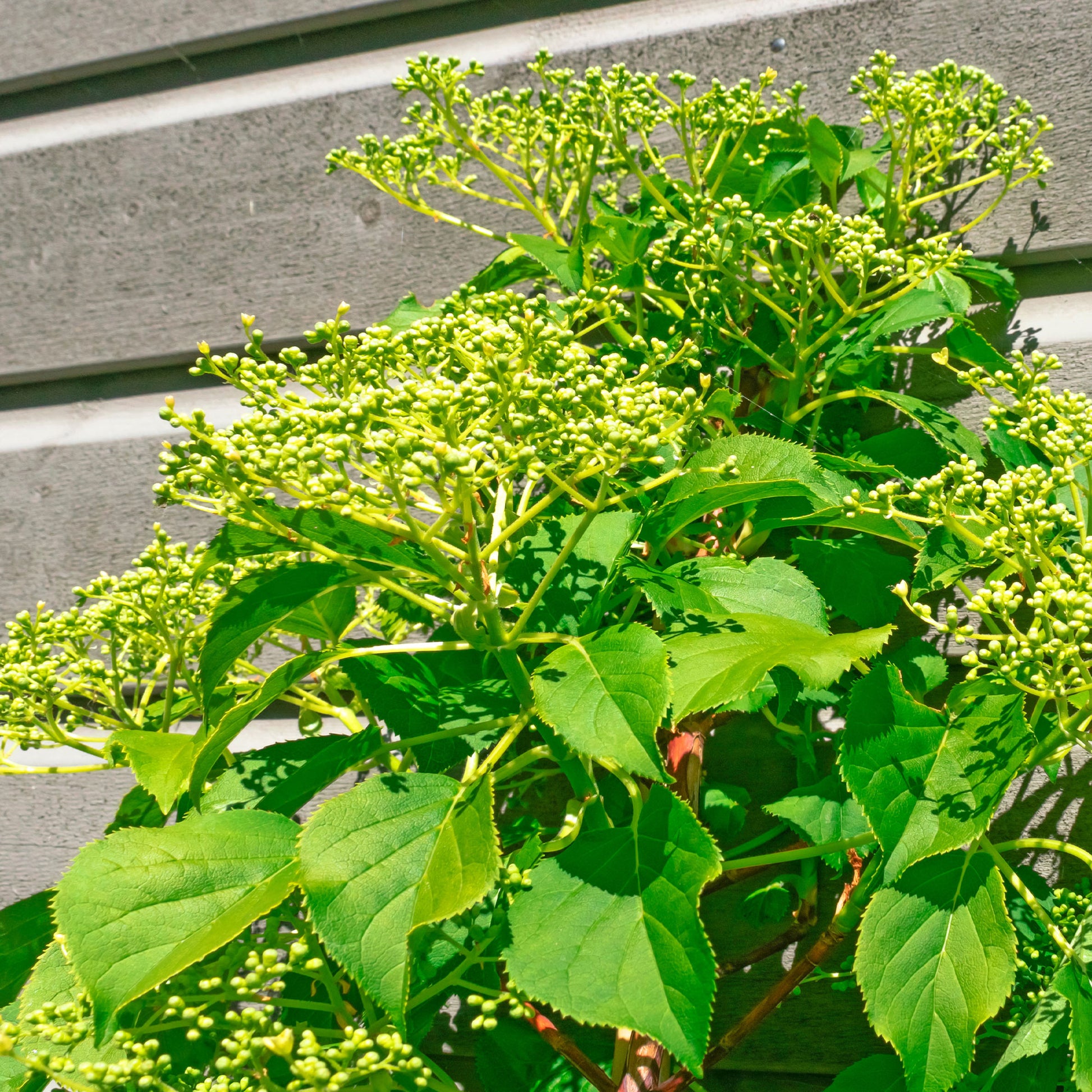 Kletterhortensie ‘Crug Coral’ - Hydrangea anomala Crug Coral - Bakker