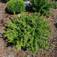 Stechpalme ‘Nana Hollybox’ - Ilex vomitoria Nana Hollybox - Bakker