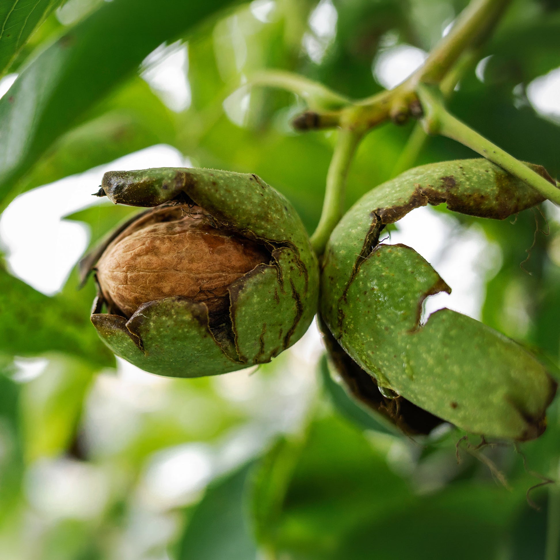 Juglans regia Chandler - Walnuss ‘Chandler’ - Walnuss