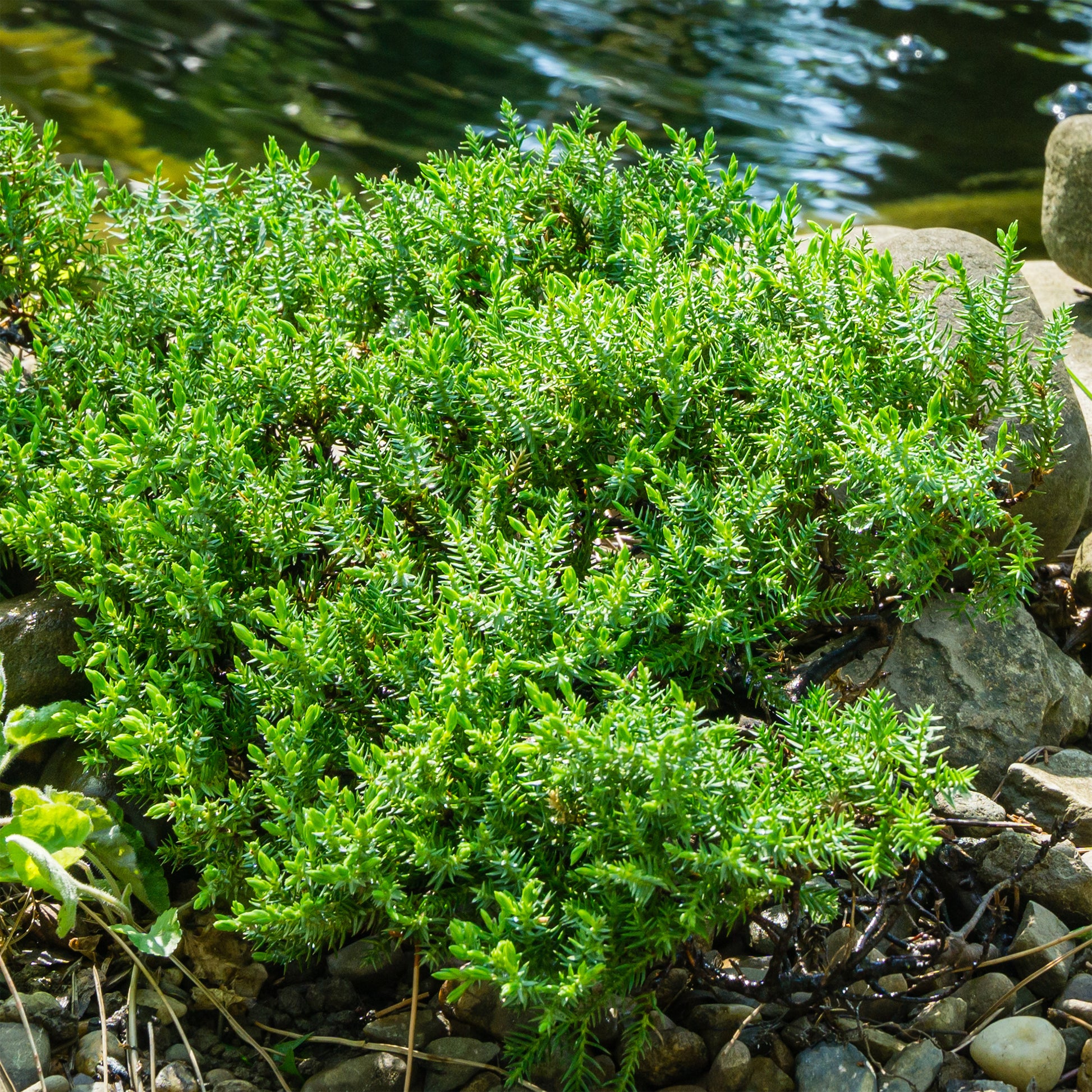 Juniperus procumbens Nana - Zwerg-Wacholder Nana - Bodendecker
