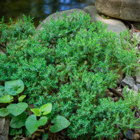 Verkauf Zwerg-Wacholder Nana - Juniperus procumbens Nana