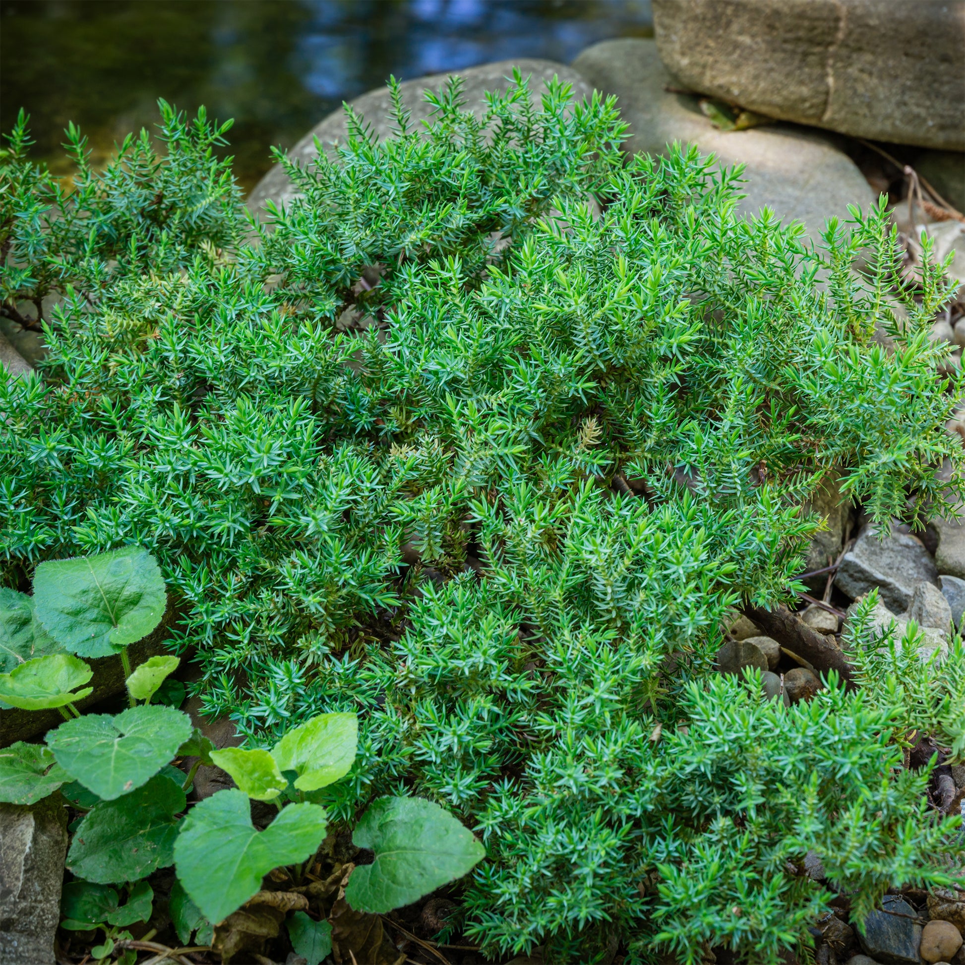 Verkauf Zwerg-Wacholder Nana - Juniperus procumbens Nana