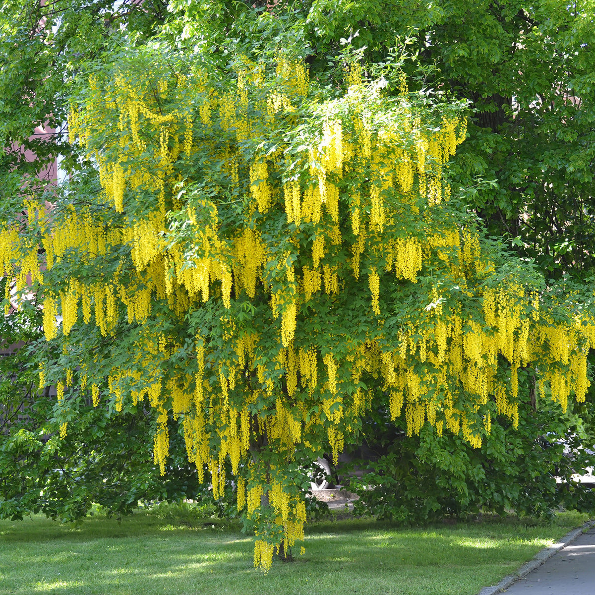 Laburnum anagyroides - Goldregen - Blühende Bäume