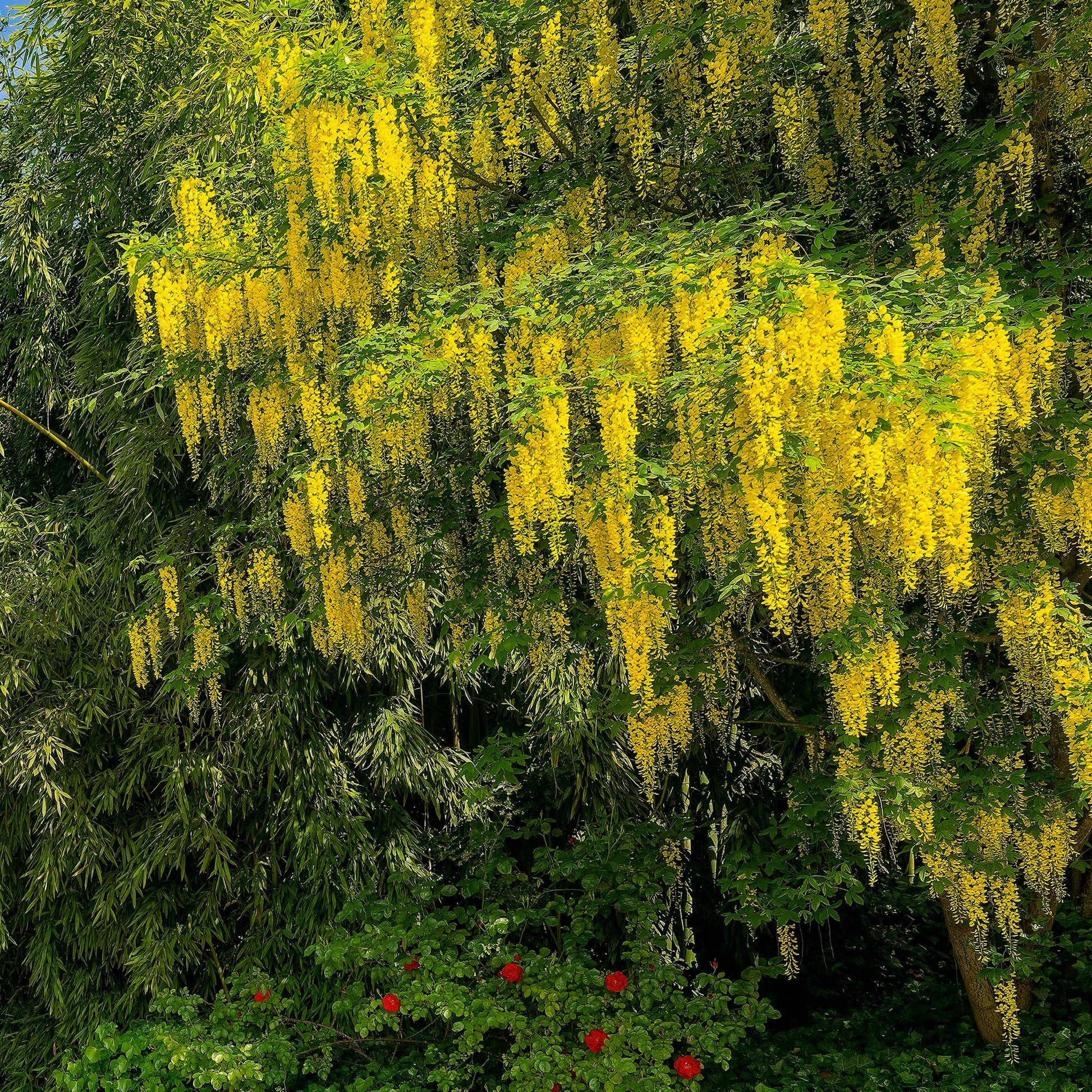 Blühende Bäume - Goldregen - Laburnum anagyroides