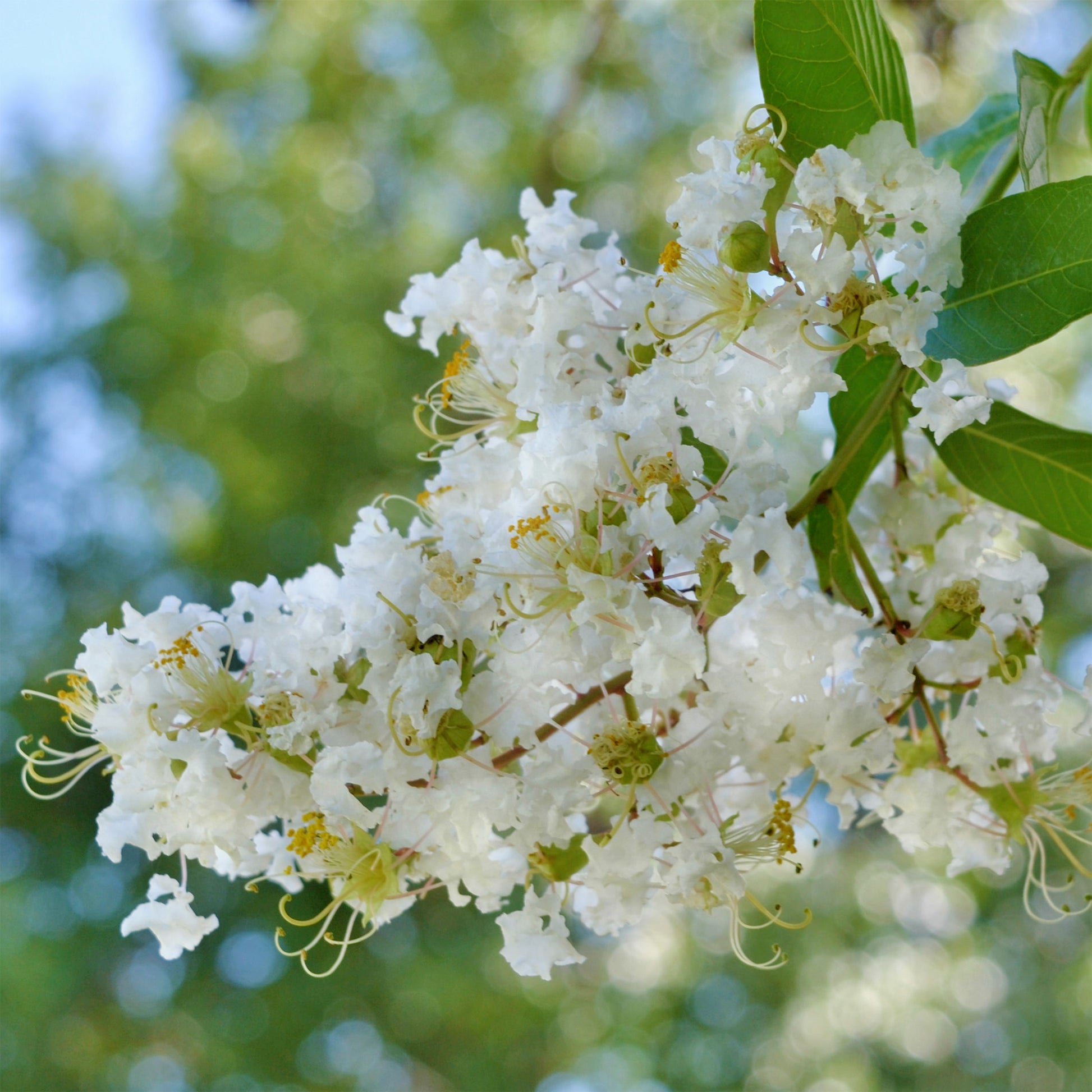 Lagerstroemia indica Natchez - Indischer Flieder Natchez - Indischer Flieder