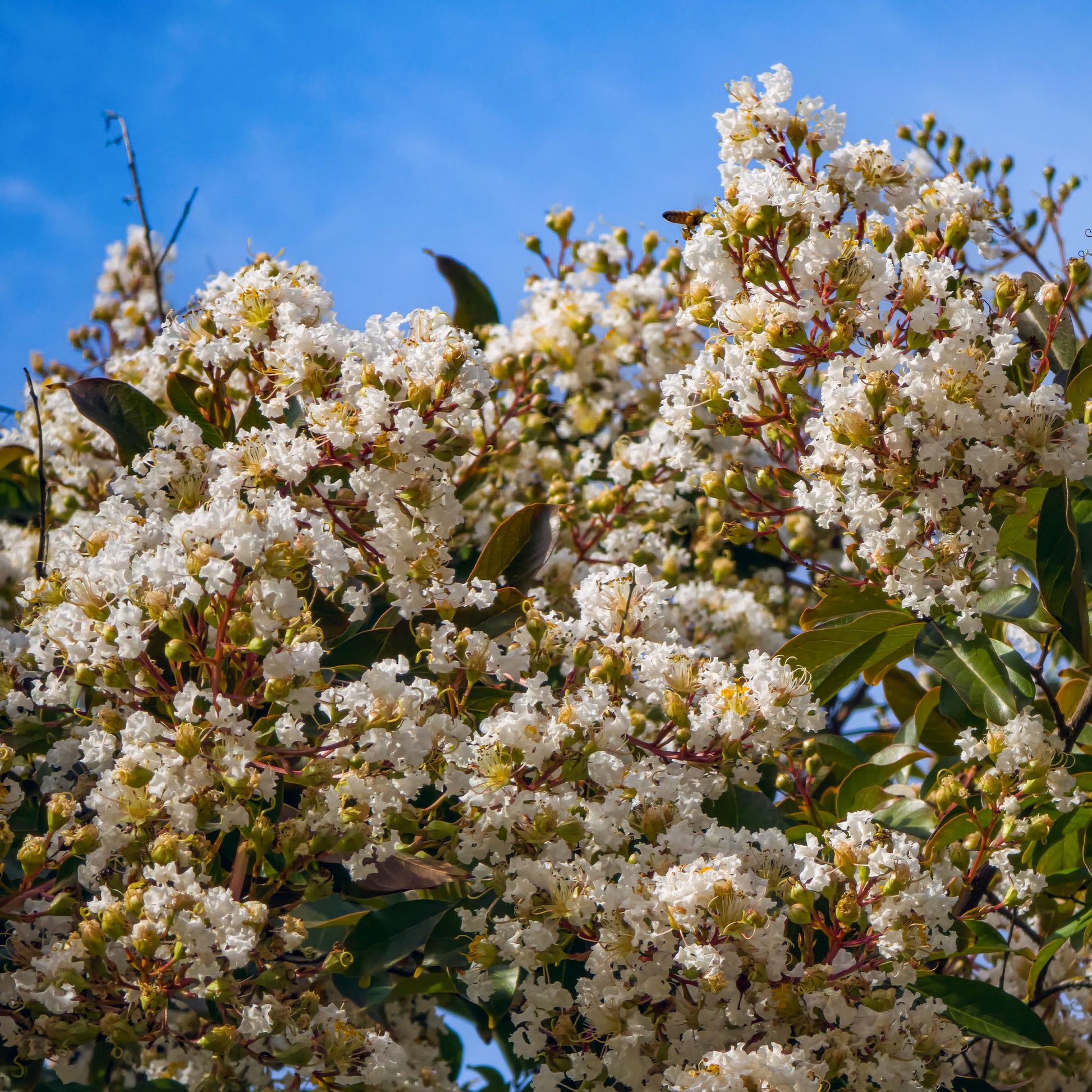Indischer Flieder Natchez - Lagerstroemia indica Natchez - Bakker