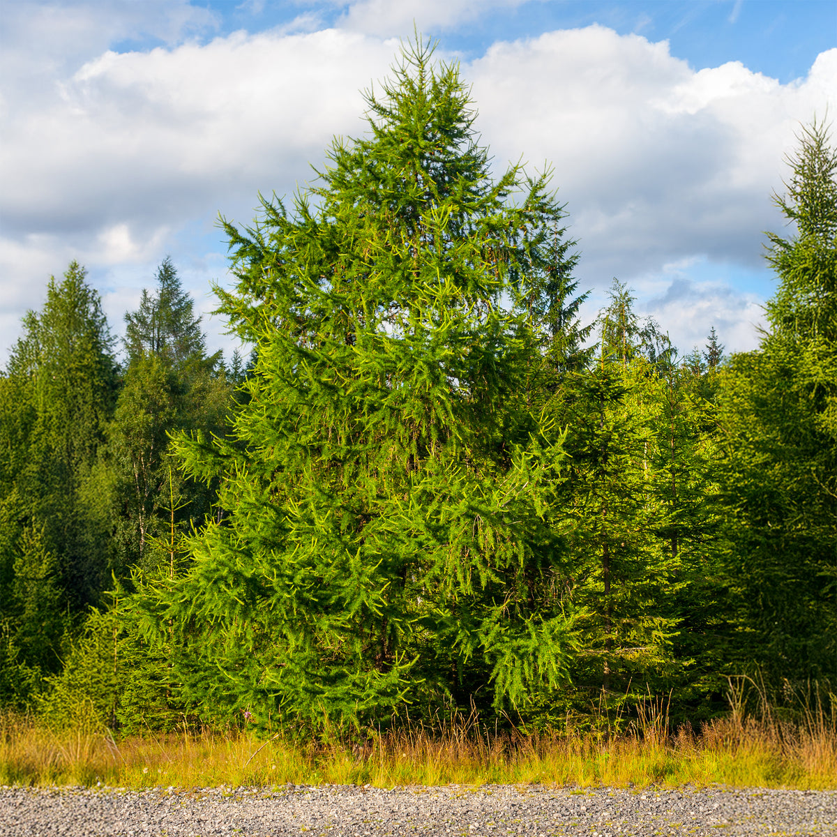 Larix decidua - Europäische Lärche - Lärche
