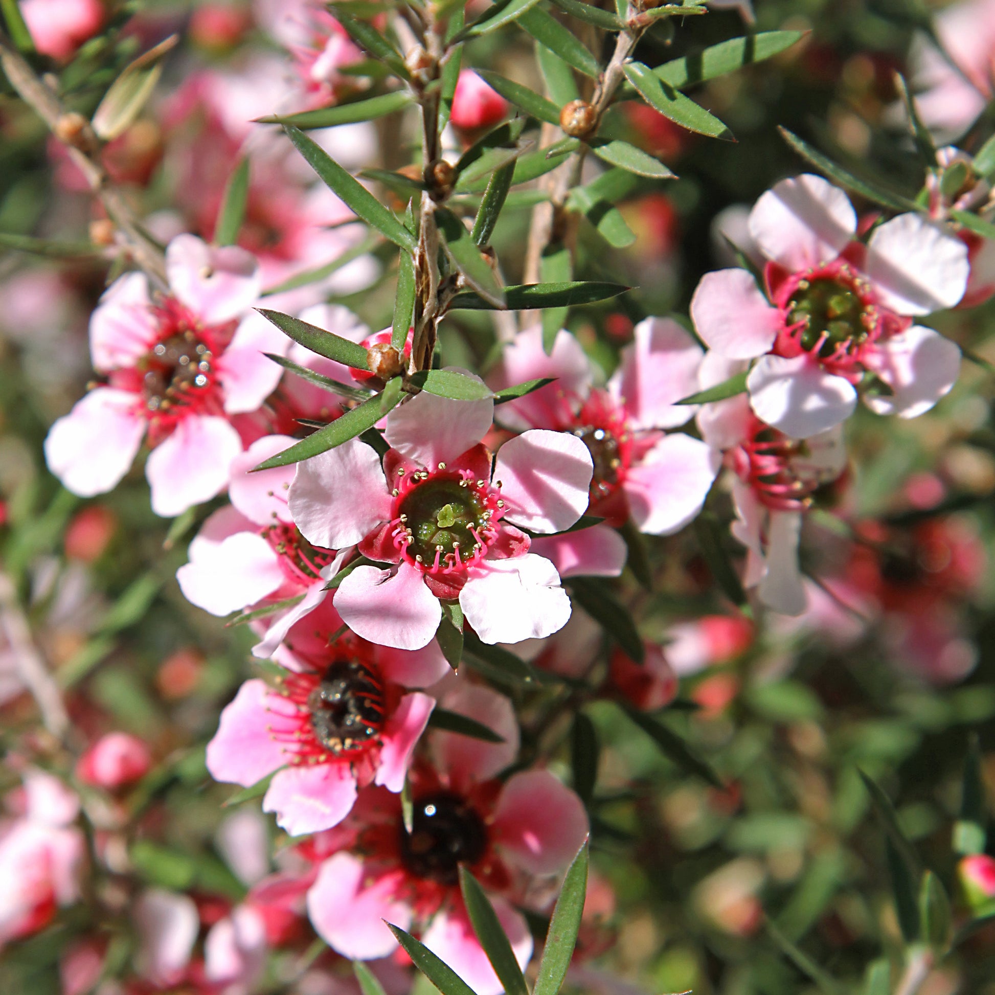 Leptospermum scoparium Martinii - Teebaum 'Martinii' - Blühende Pflanzen