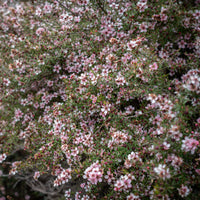 Teebaum 'Martinii' - Leptospermum scoparium Martinii - Bakker