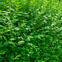 Ligustrum vulgare Atrovirens - Gemeiner Liguster Atrovirens - Liguster - Ligustrum