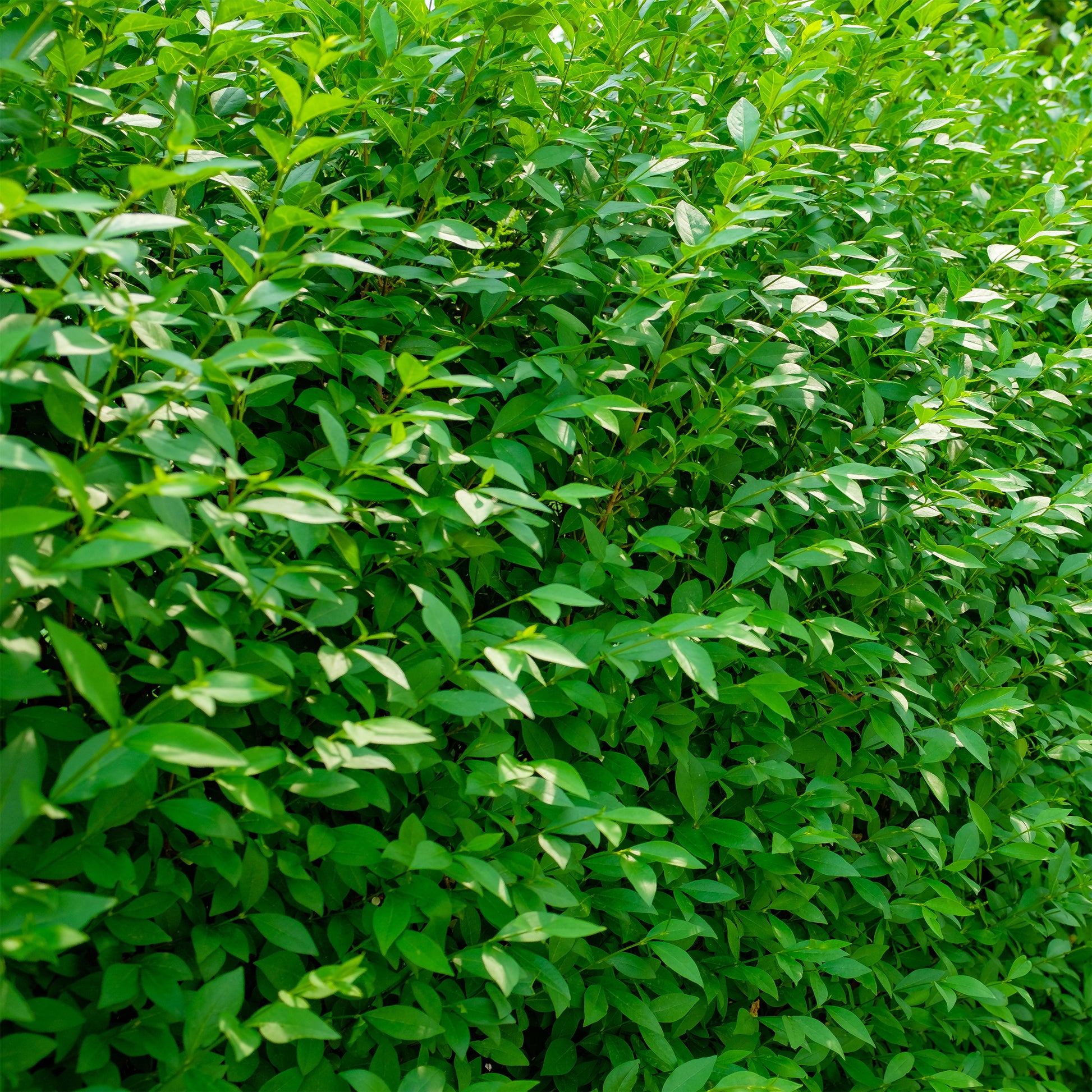 Ligustrum vulgare Atrovirens - Gemeiner Liguster Atrovirens - Liguster - Ligustrum