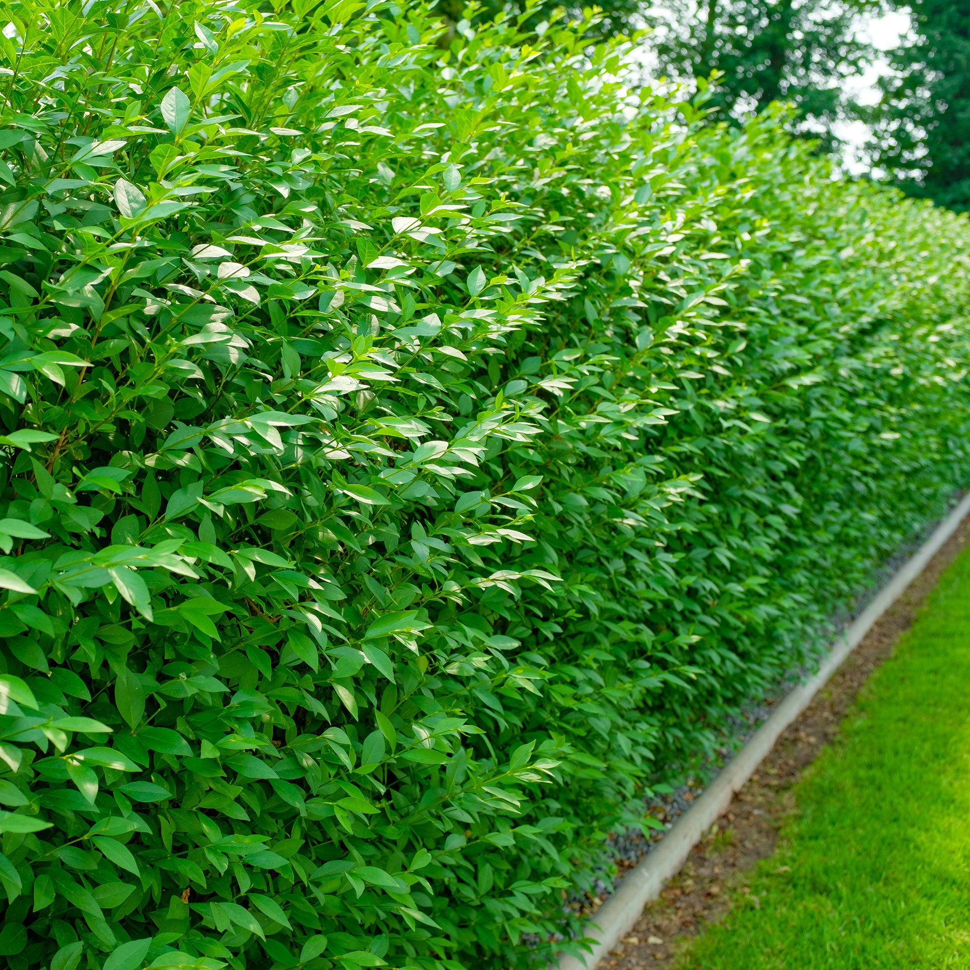 Gemeiner Liguster Atrovirens - Ligustrum vulgare Atrovirens - Bakker