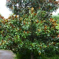 Magnolien - Großblütige Magnolie Alta - Magnolia grandiflora Alta