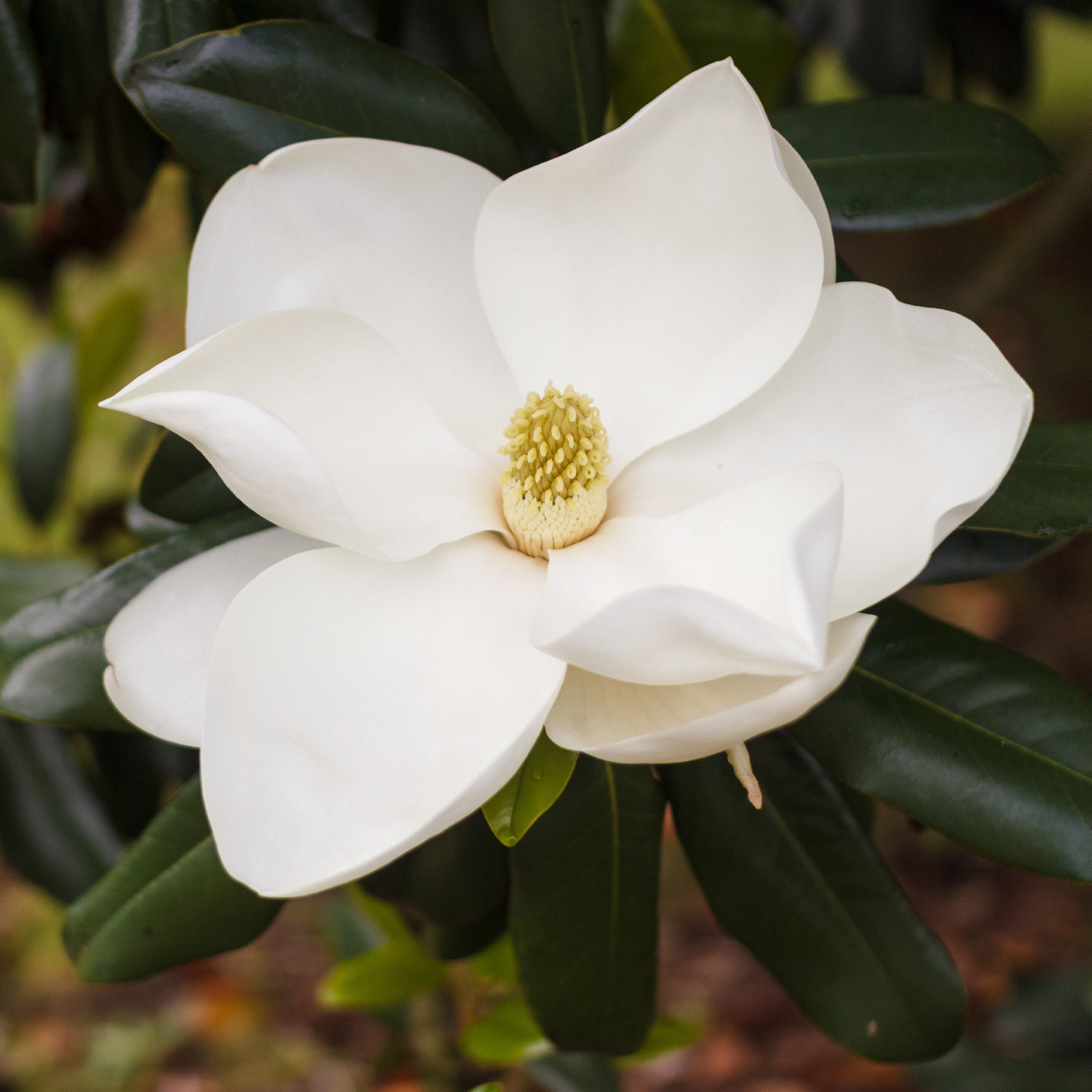 Magnolia grandiflora Alta - Großblütige Magnolie Alta - Magnolien