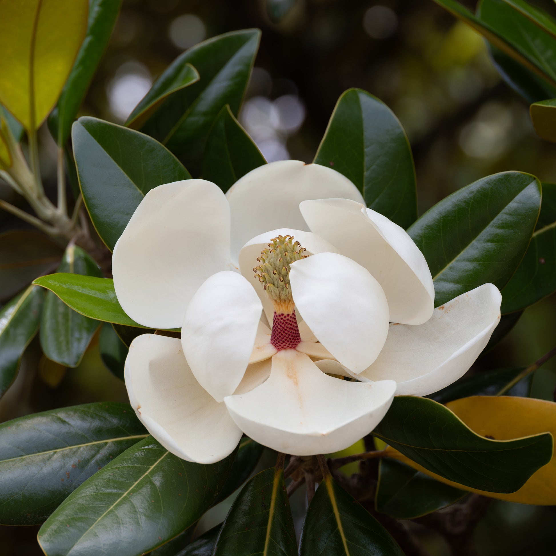 Verkauf Großblütige Magnolie Alta - Magnolia grandiflora Alta