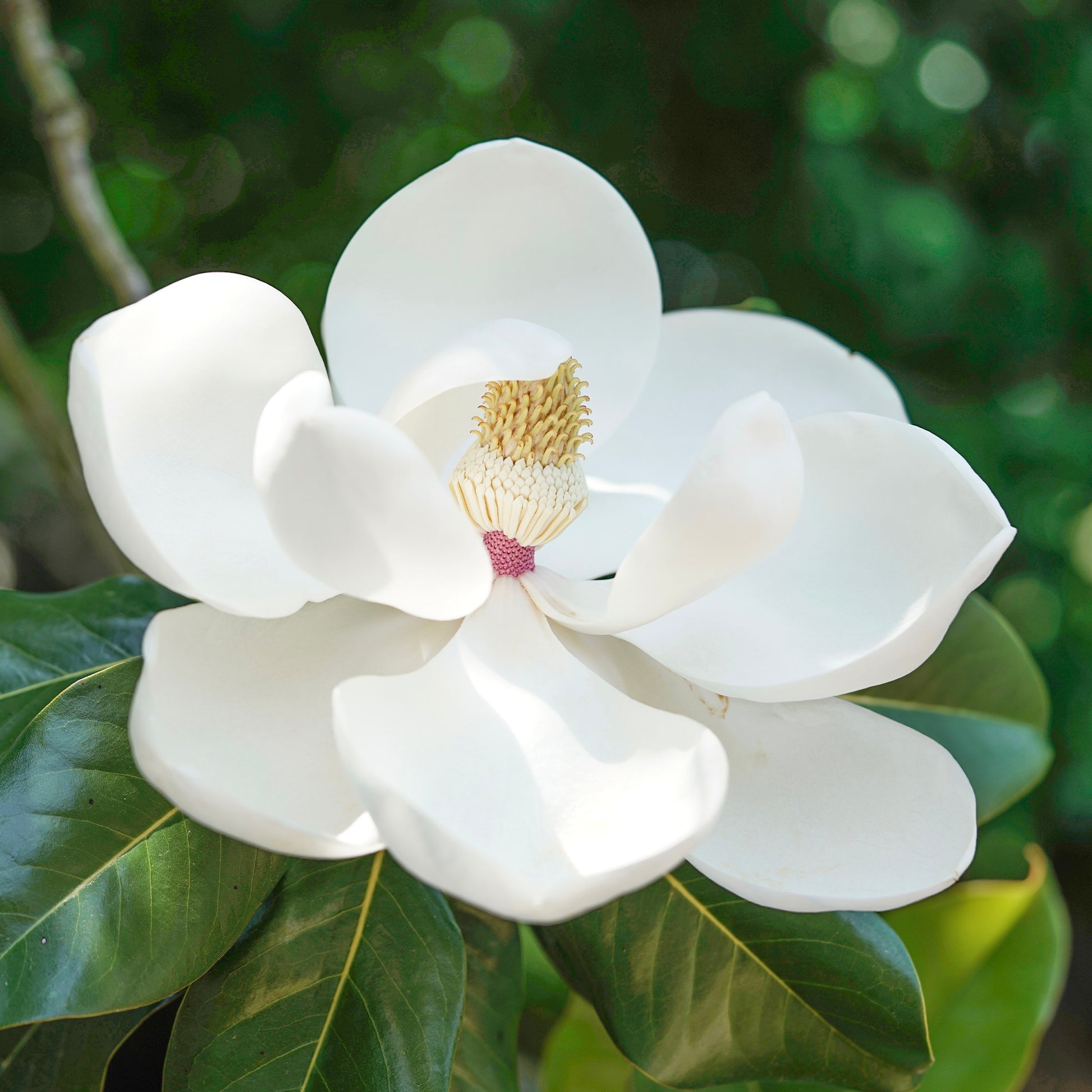 Großblütige Magnolie Little Gem - Magnolia grandiflora Little Gem - Bakker