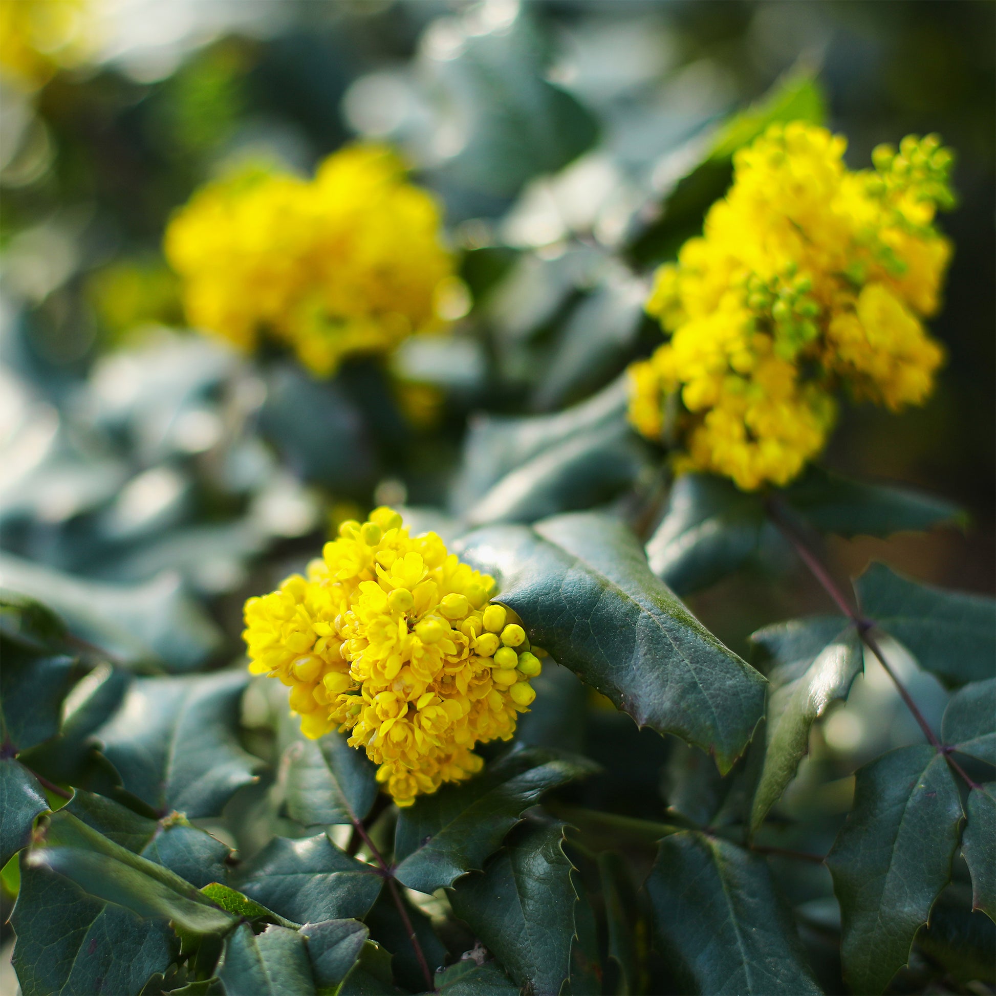 Mahonia - Mahonie - Mahonie Apollo - Mahonia aquifolium Apollo