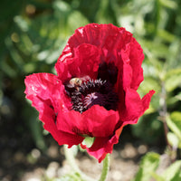 Orientalischer Mohn Royal Chocolate Distinction - Papaver orientale Royal Chocolate Distinction - Bakker