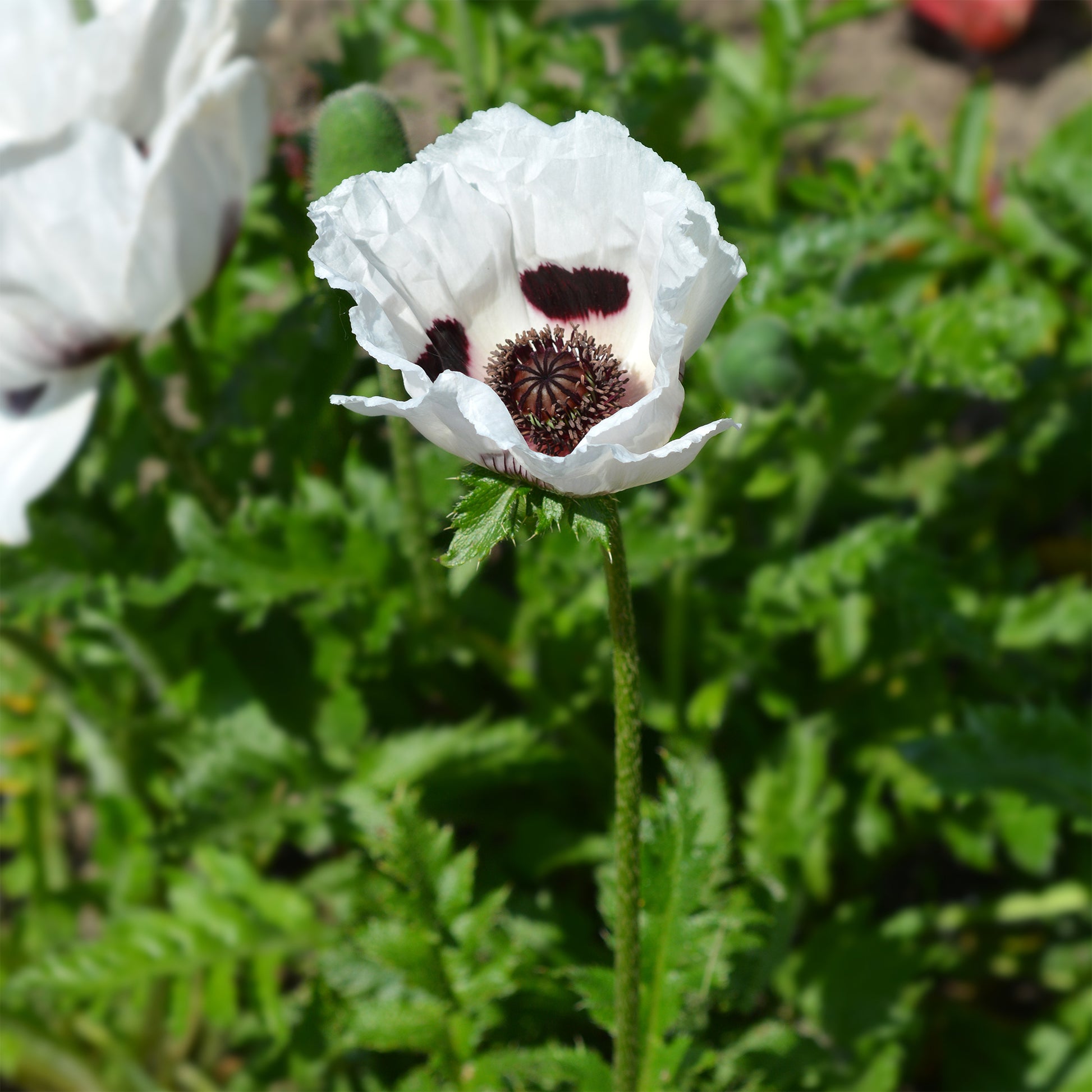 Papaver orientale Royal Wedding - Orientalischer Mohn ‘Royal Wedding’ - Papaver - Mohn