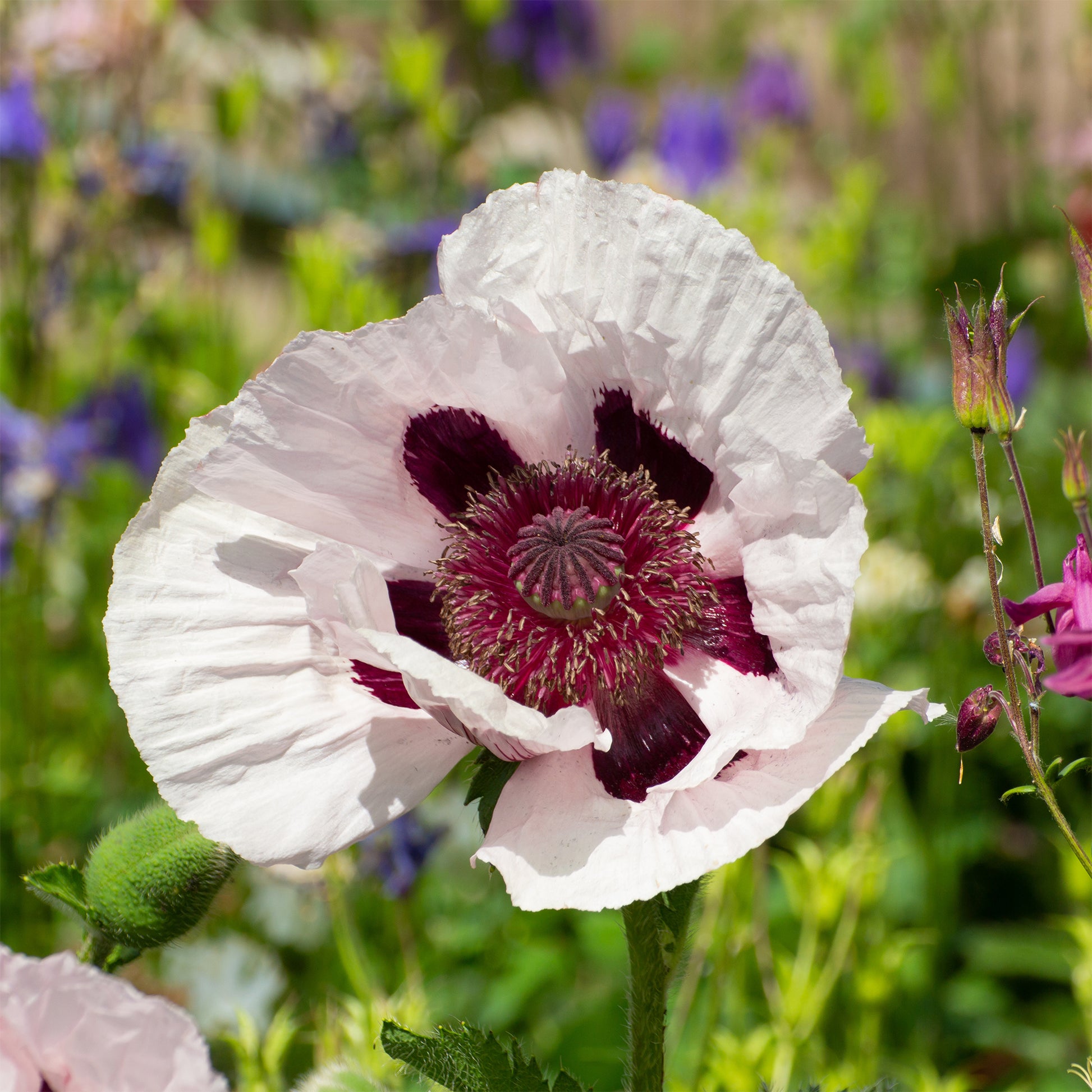 Orientalischer Mohn ‘Royal Wedding’ - Bakker