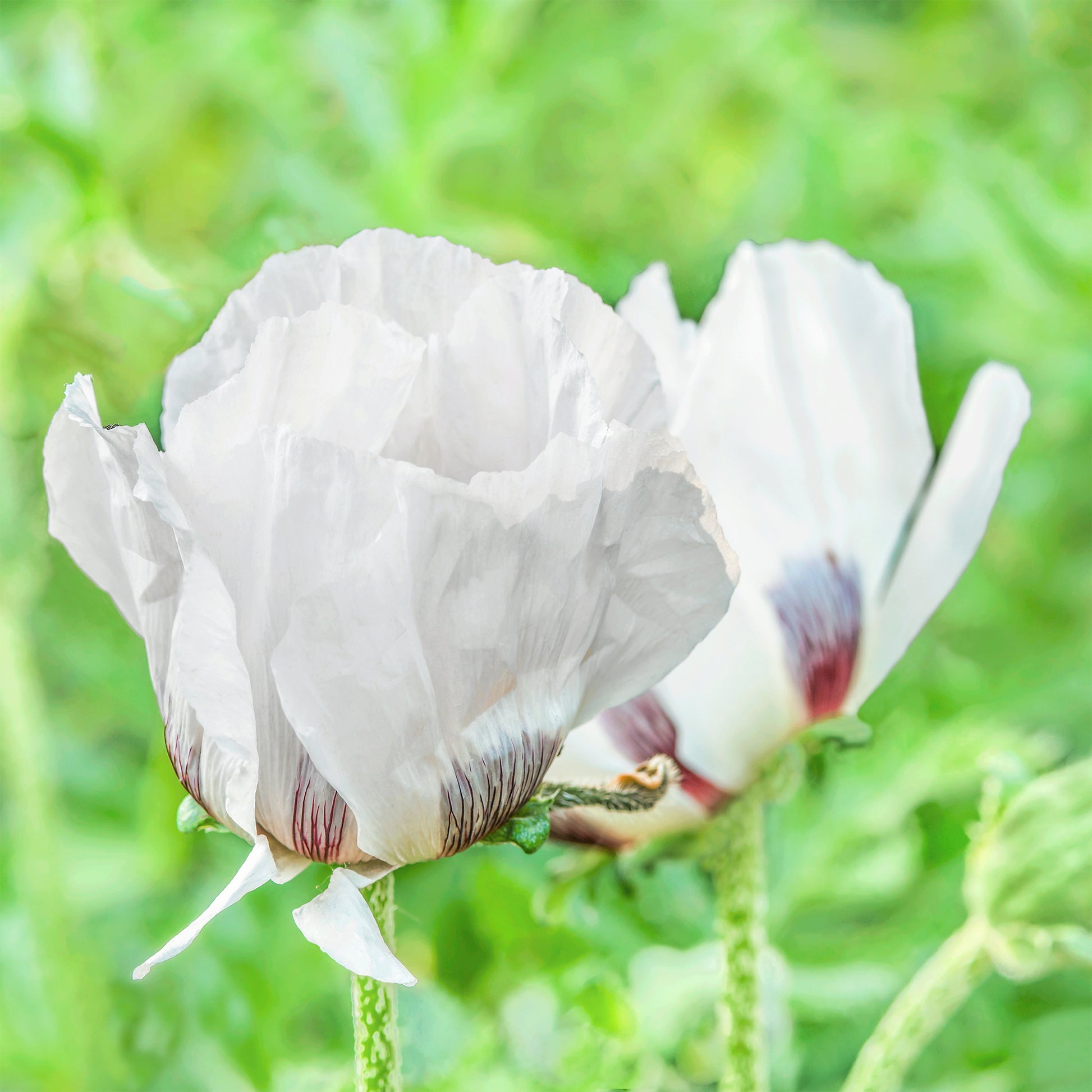 Orientalischer Mohn ‘Royal Wedding’ - Papaver orientale Royal Wedding - Bakker