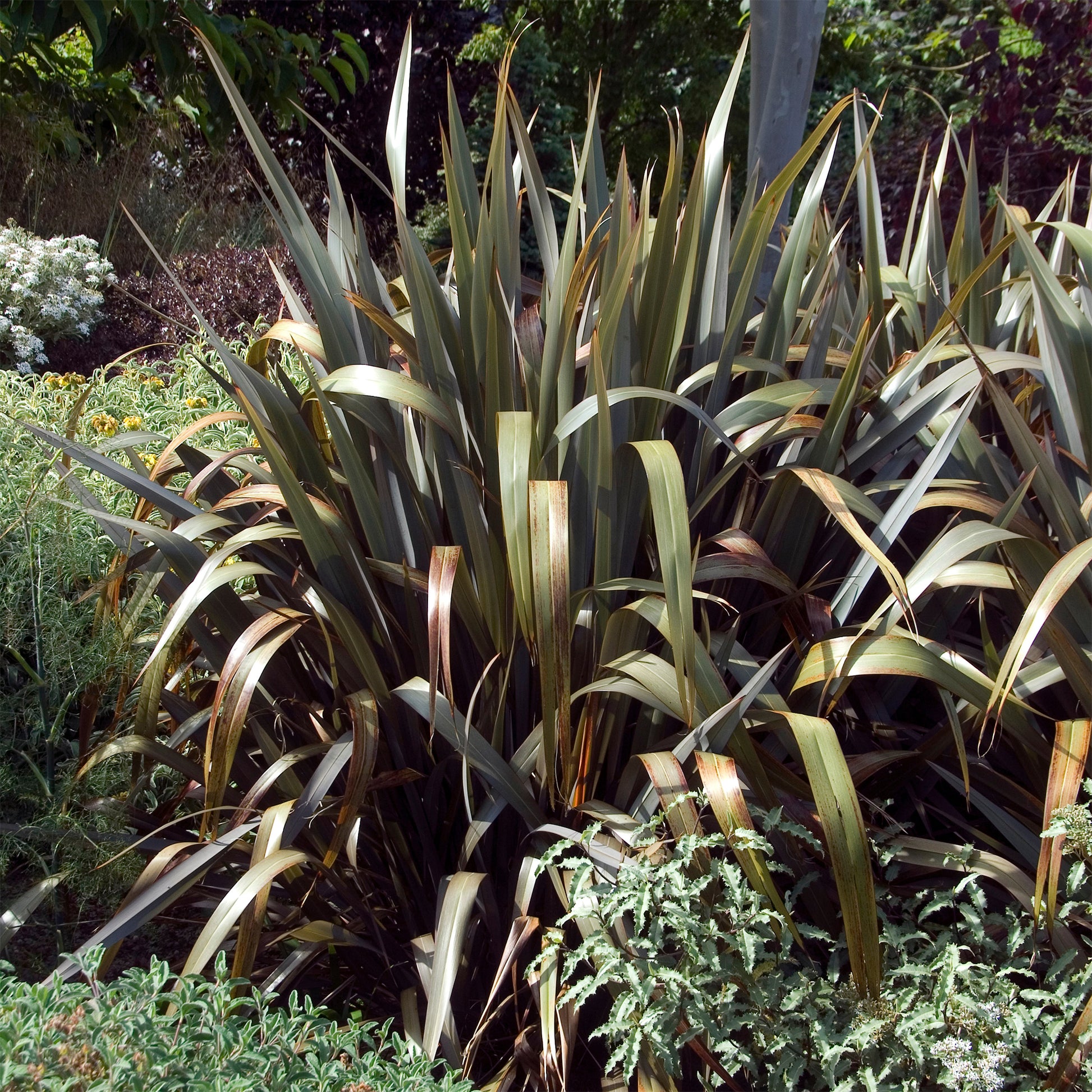 Neuseeländischer Flachs Bronze Baby - Phormium cookianum Bronze Baby - Bakker