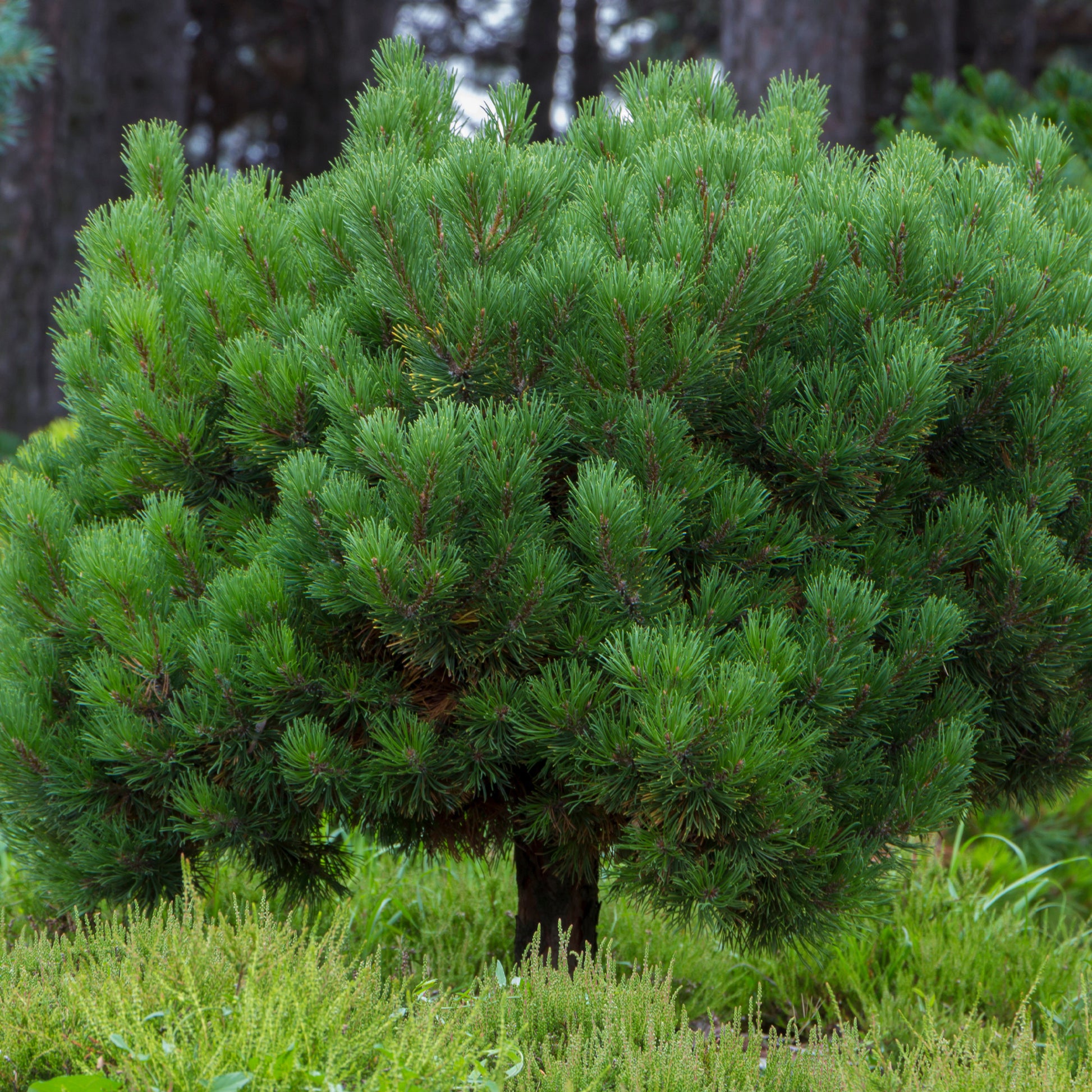 Kiefer - Bergkiefer - Pinus mugo