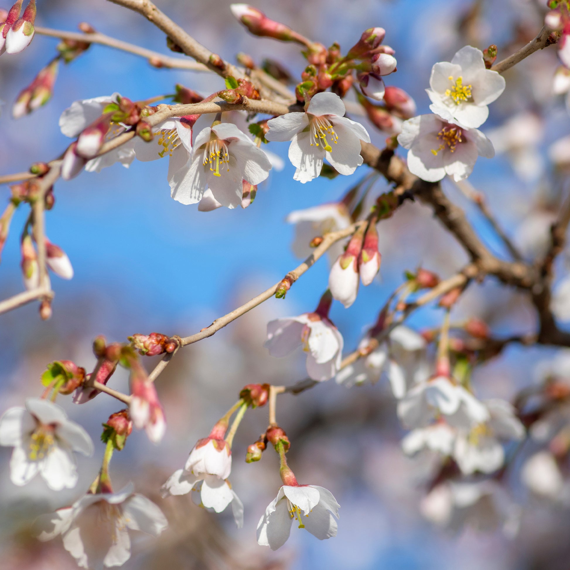 Japanische Zierkirsche ‘Kojo-no-mai’ - Bakker