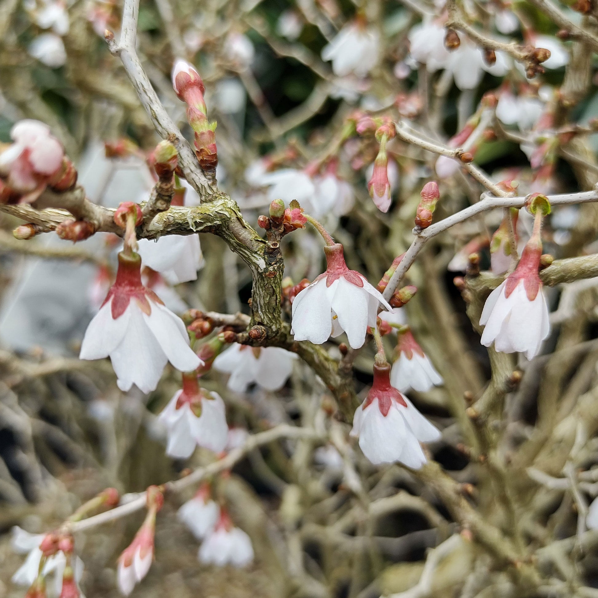 Japanische Zierkirsche ‘Kojo-no-mai’ - Prunus incisa Kojo-No-Mai - Bakker