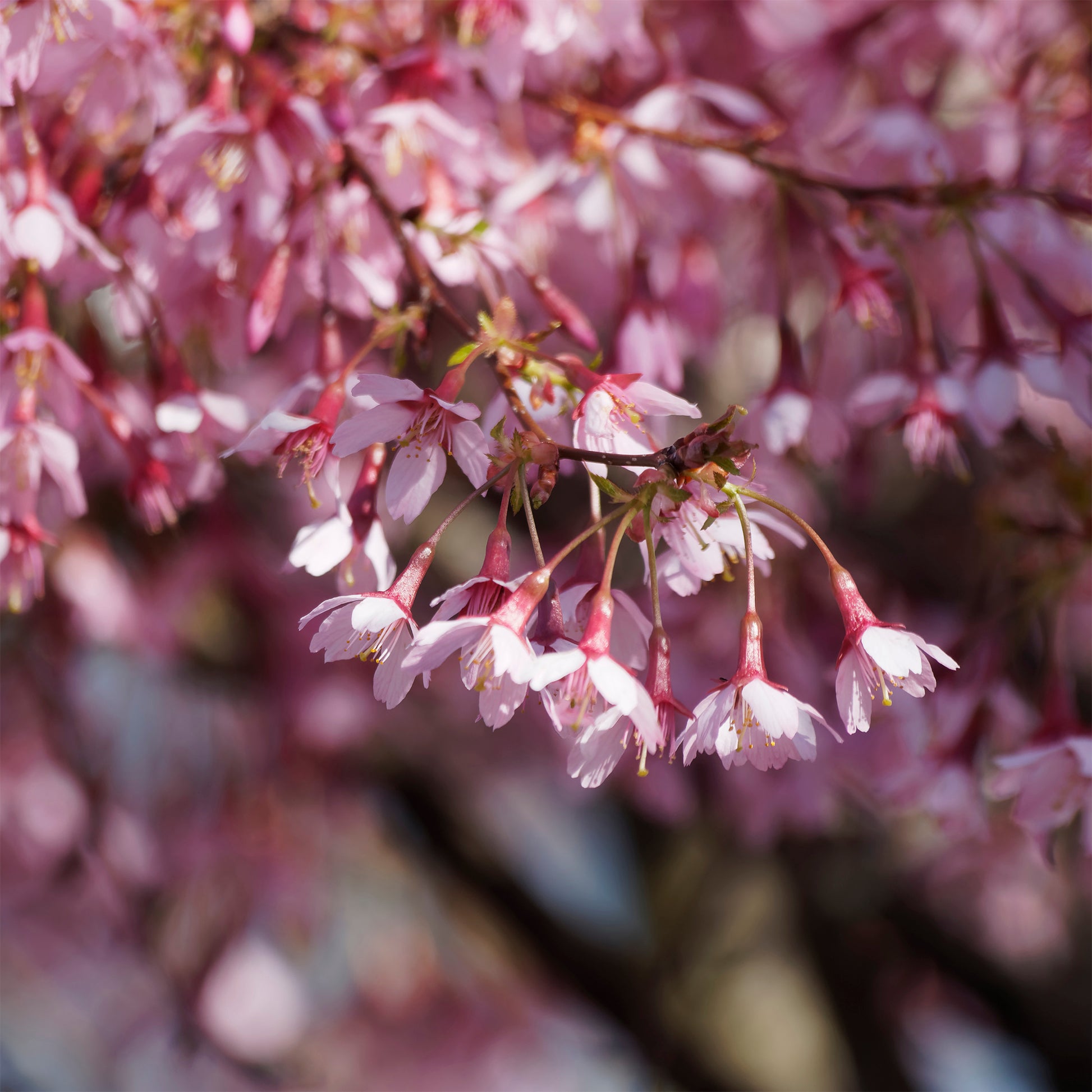 Zwerg-Japanische Zierkirsche Paean - Prunus incisa Paean - Bakker