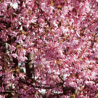 Prunus incisa Paean - Zwerg-Japanische Zierkirsche Paean - Japanische Kirschbäume - Prunus