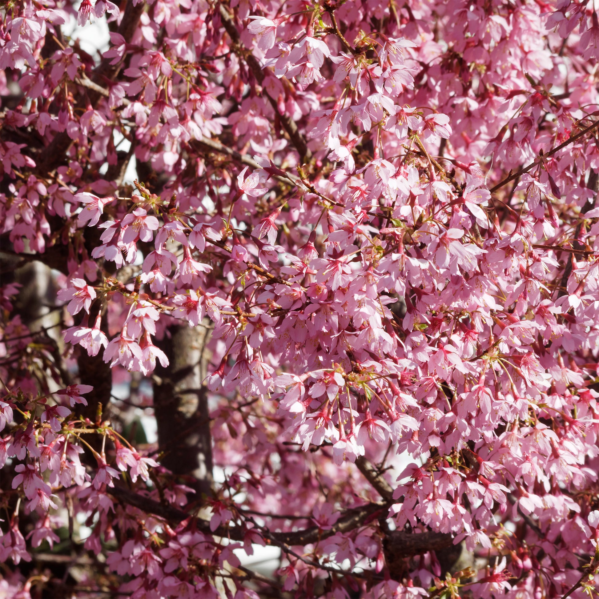 Prunus incisa Paean - Zwerg-Japanische Zierkirsche Paean - Japanische Kirschbäume - Prunus