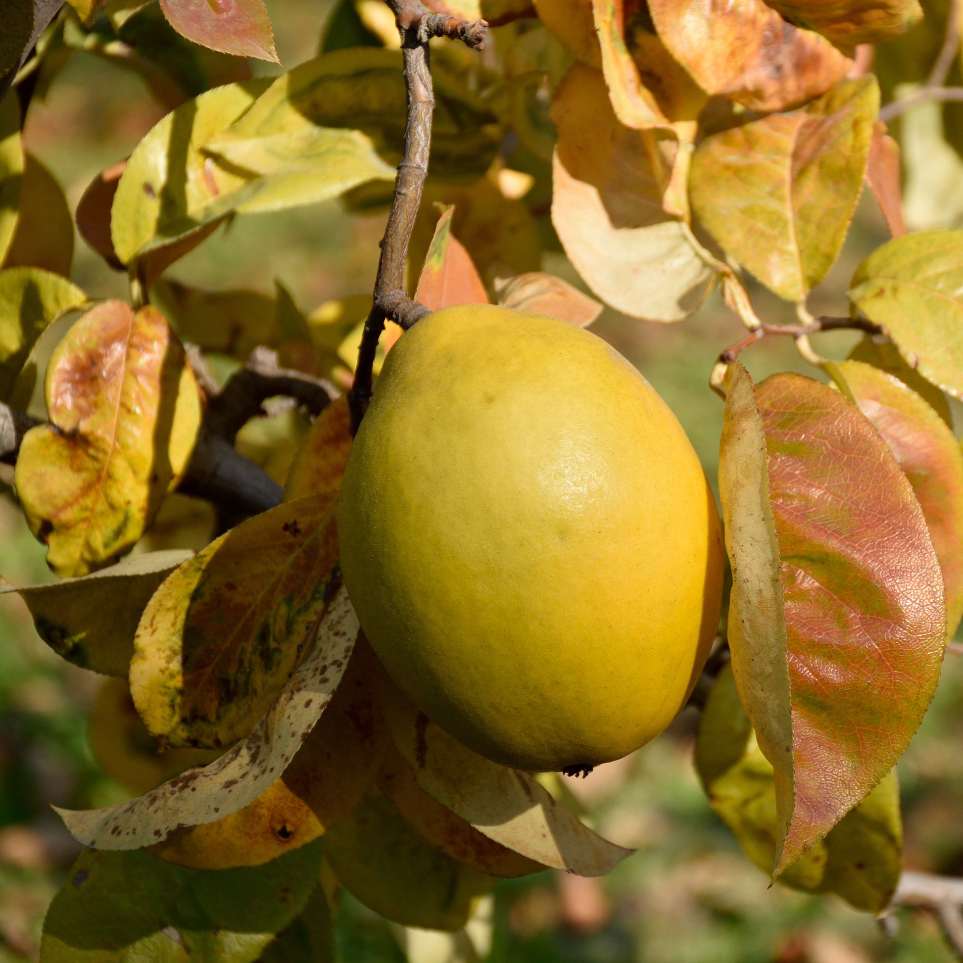 Pseudocydonia sinensis - Chinesische Quitte - Bäume