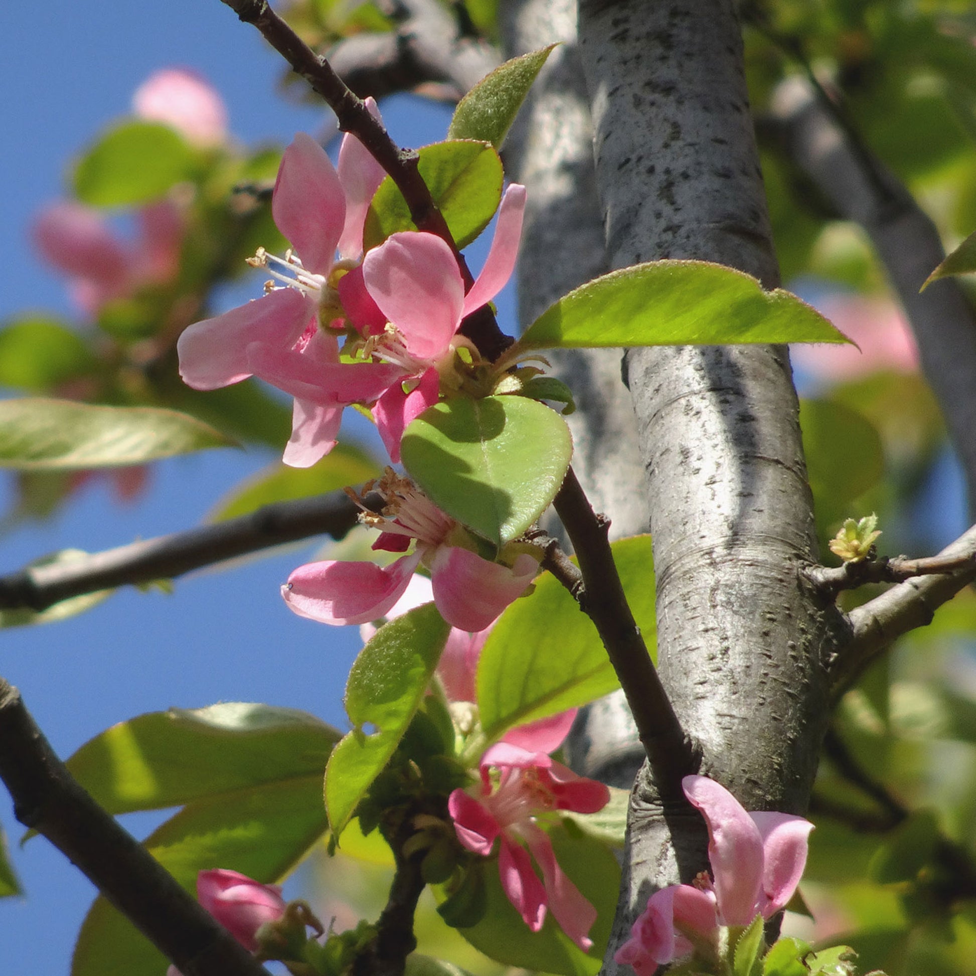 Bäume - Chinesische Quitte - Pseudocydonia sinensis