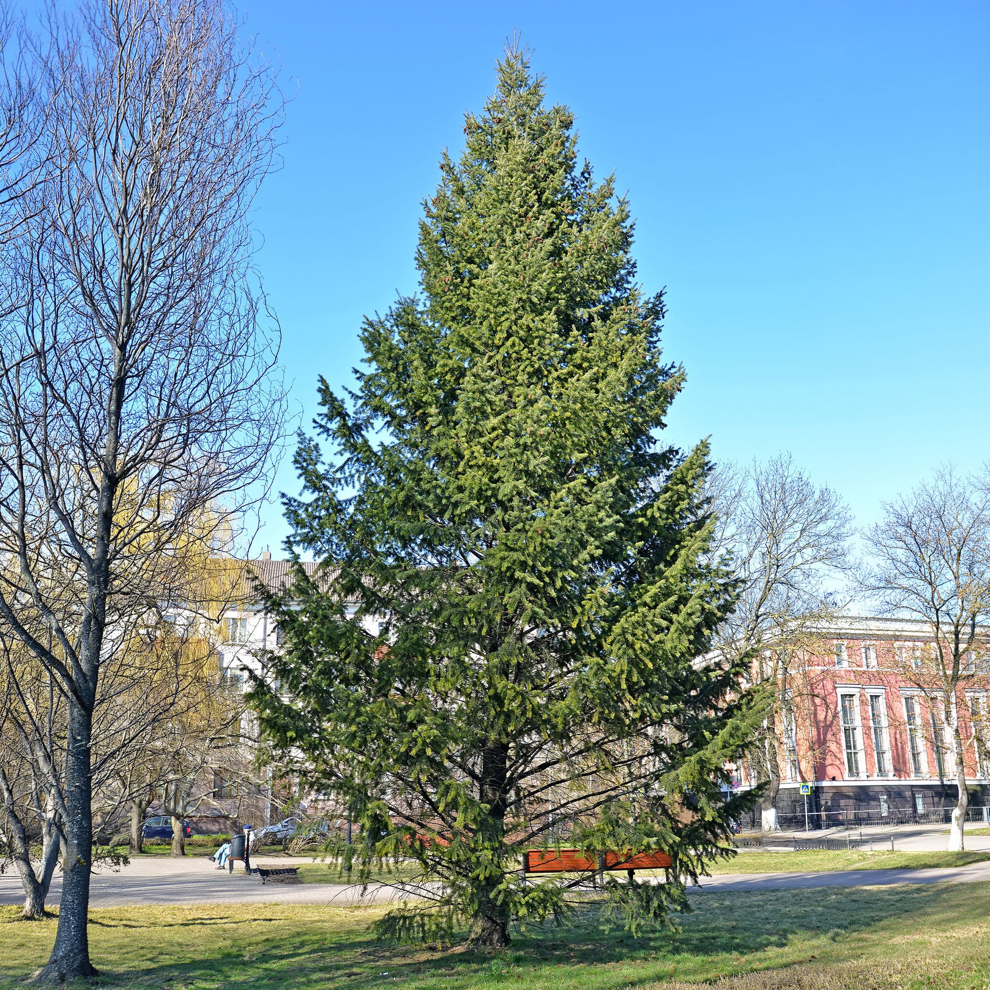 Nadelbäume - Douglasie - Pseudotsuga menziesii