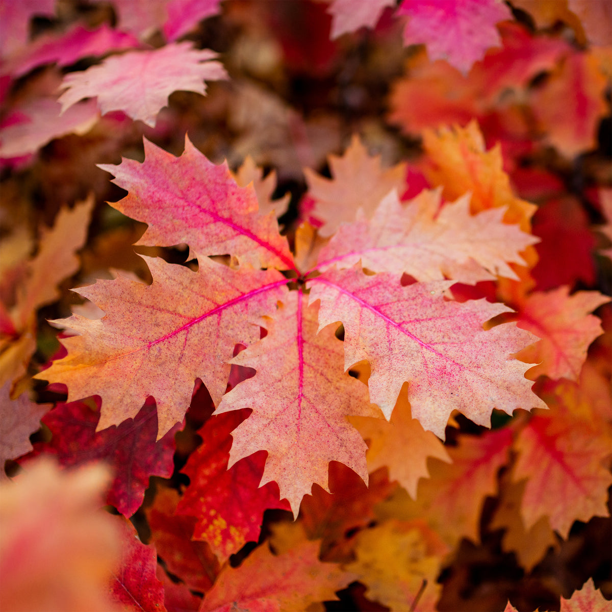 Eiche - Amerikanische Roteiche - Quercus rubra