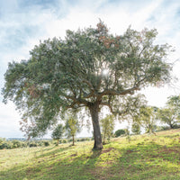 Eiche - Korkeiche - Quercus suber