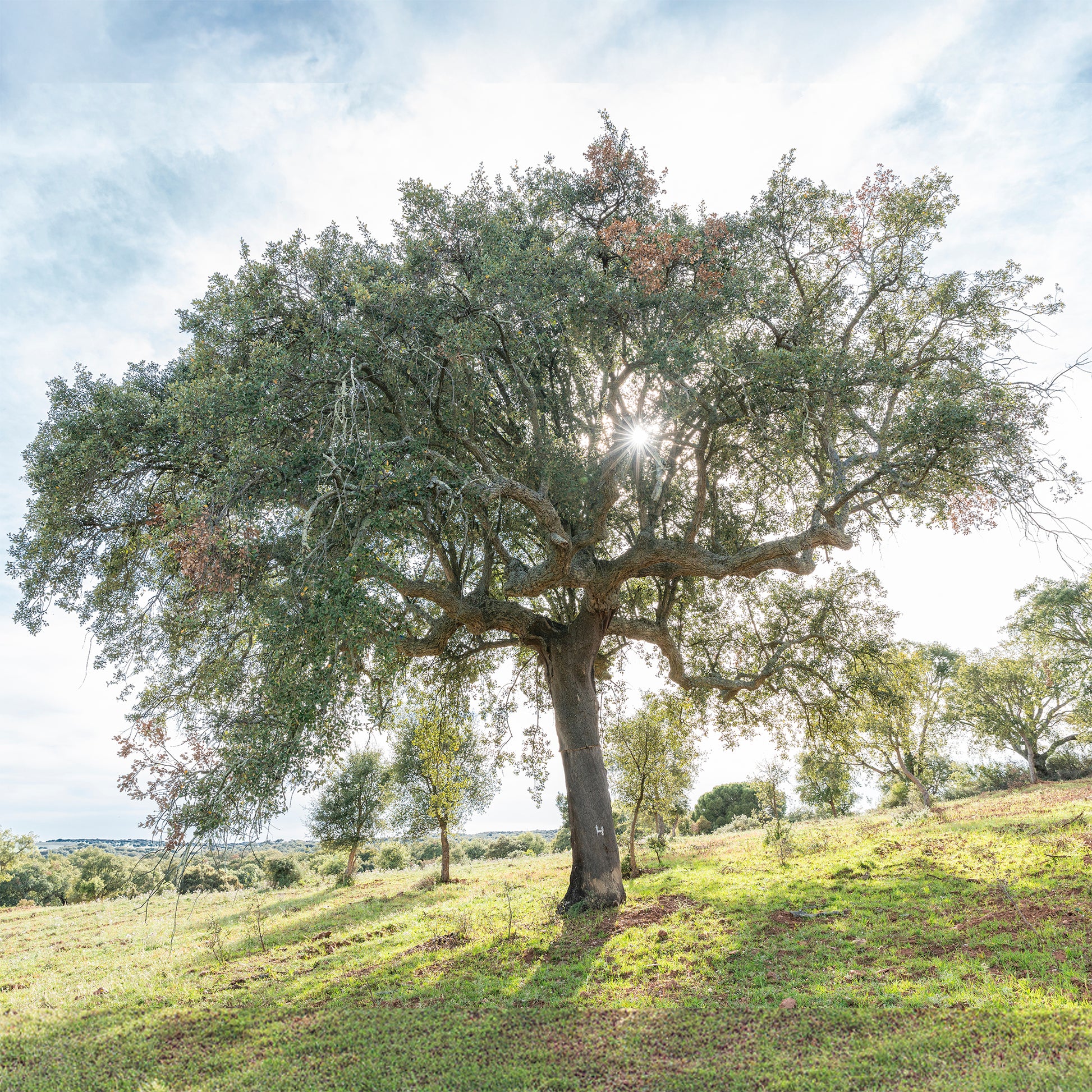 Eiche - Korkeiche - Quercus suber